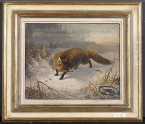 Fuchs Im Schnee Fuchs Im Schnee