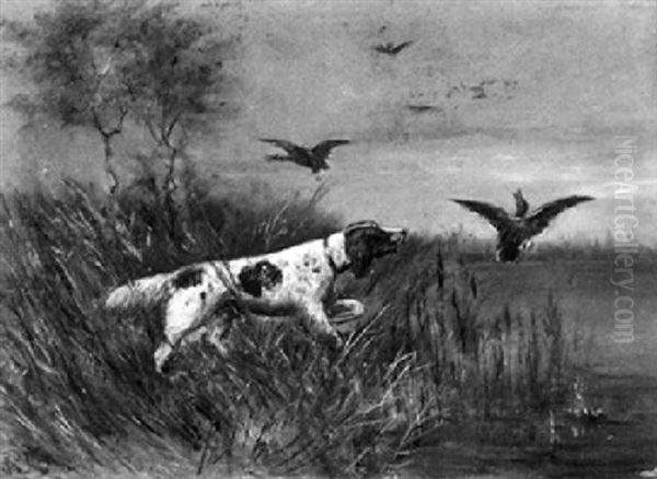 Jagdhund Im Schilf Beim Aufscheuchen Von Enten - view 1