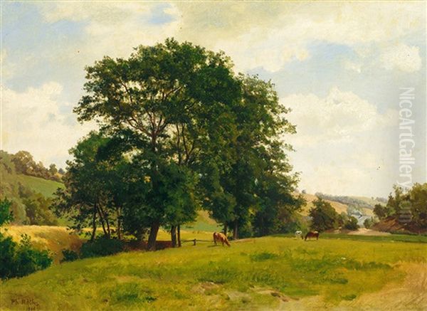 Sommerliche Weidelandschaft Mit Baumgruppe - view 1