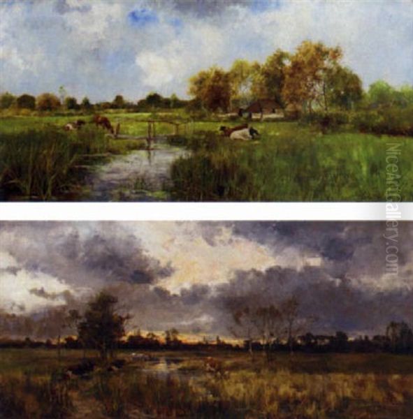 Cattle Resting In A Meadow; Cattle Watering In A Meadow At Sunset - view 1
