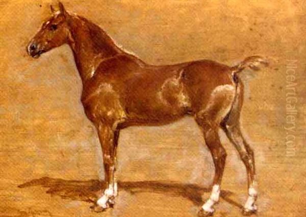 A Chestnut Foal - view 1