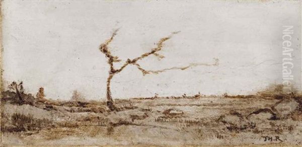 Solitary Tree In The Forest Of Fountainbleau - view 1