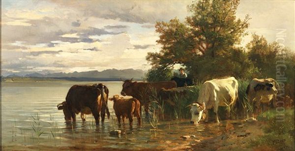 Kuhe An Der Tranke Am Ufer Des Achensees - view 1