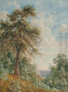 View From A Hill