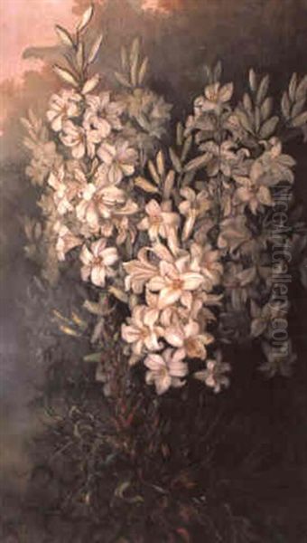 Lilium Candidum - view 1