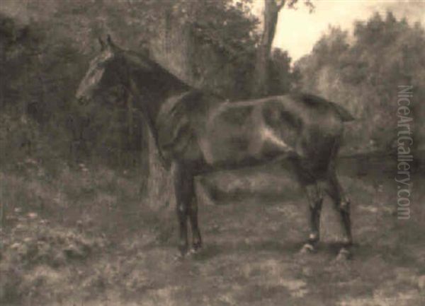 Shamrock, A Bay Hunter In A Paddock - view 1
