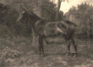 Shamrock, A Bay Hunter In A Paddock
