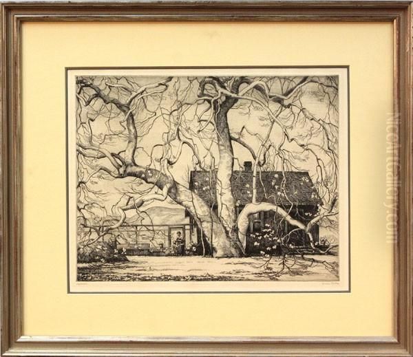Sycamore - view 1