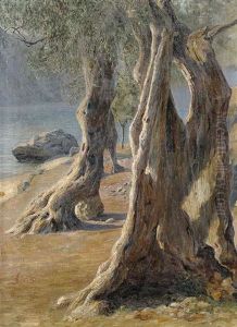 Olivenbaume Am Gardasee