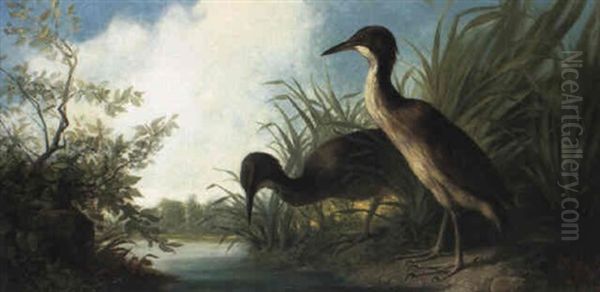 Two Water Birds At The Edge Of A Lake - view 1