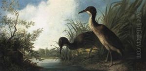 Two Water Birds At The Edge Of A Lake Two Water Birds At The Edge Of A Lake