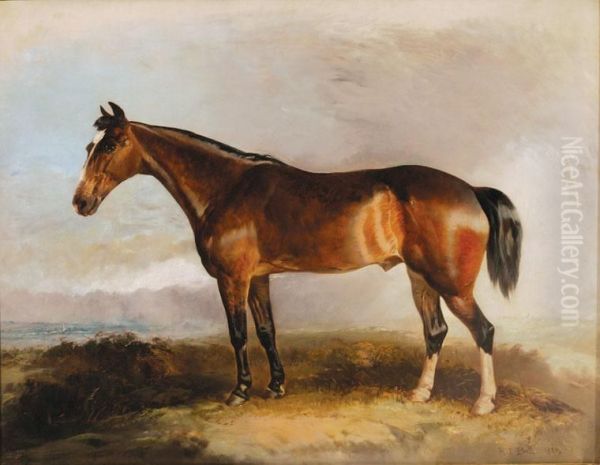 A Favourite Hunter - view 1