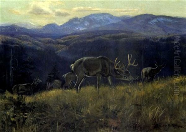 Black Tail Deer - Buffalo Days - view 1
