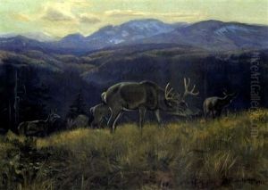 Black Tail Deer - Buffalo Days