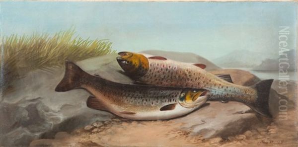 A Brace Of Trout - view 1