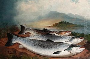 The Day's Catch