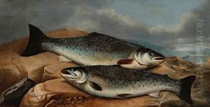 A Brace Of Salmon On A Rock