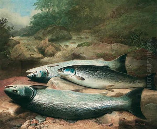 Salmon On The River Bank - view 1