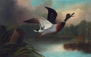 A Mallard In Flight by John Bucknell Russell