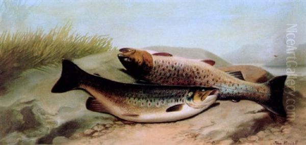 Salmon On A Riverbank - view 1