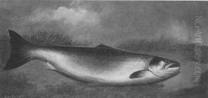 A Salmon On A Riverbank A Salmon On A Riverbank