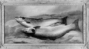 Still Life Of Two Salmon On A Riverbank Still Life Of Two Salmon On A Riverbank