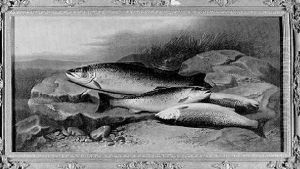 Still Life Of Four Sea Trout With A Bass Reel On A Riverbank