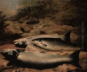 Study Of Salmon On A Rocky Riverbank