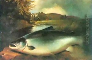 A Life Size Fresh-run Cock Salmon Of 42 1/2 Pounds On       Lord Banff's Rock On The Banksof The Deveron