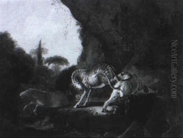 Combattimento Fra Una Zebra Ed Una Tigre Un Leone - view 1