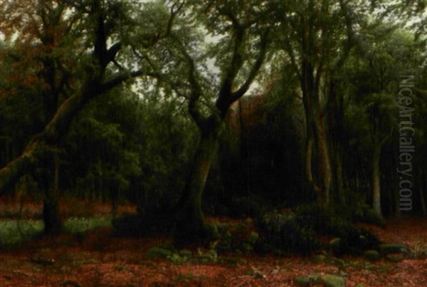 Traeer Omkring En Ruin I Skoven - view 1