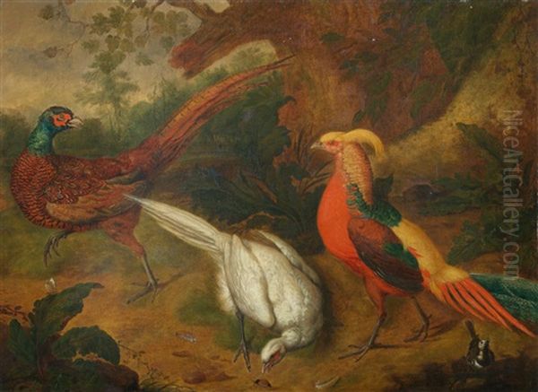 Two Common Pheasants, A Golden Pheasant And A Pied Wagtail In A Landscape - view 1