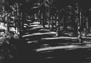 Lichtdurchfluteter Waldweg Lichtdurchfluteter Waldweg