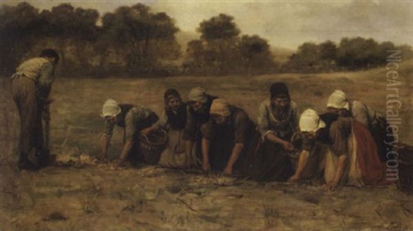 Harvesting Potatoes - view 1