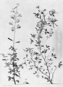 Laburnum Seedlings Laburnum Seedlings