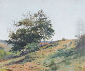 Hugelige Feldlandschaft Im Sommer Hugelige Feldlandschaft Im Sommer