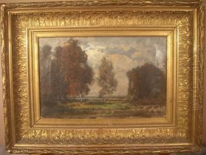 Bouleaux Au Bord Du Marais