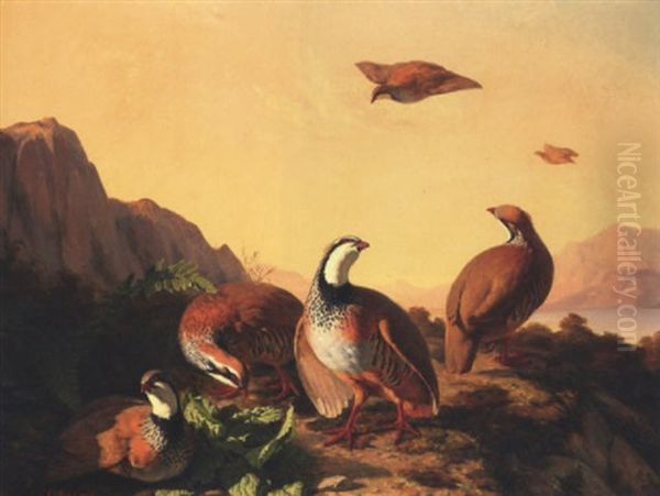 French Partridge In A Landscape - view 1