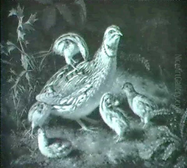 Rebhuhnfamilie Im Wald - view 1