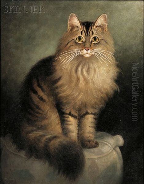 Portrait Of A Maine Coon Cat - view 1