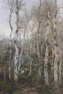 Boirch Forest Boirch Forest