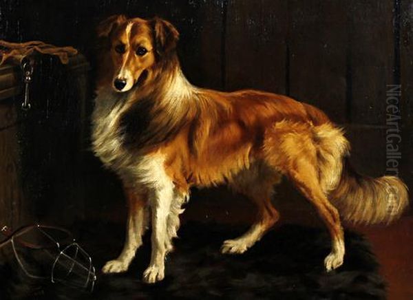 Old English Sheep Dog - view 1