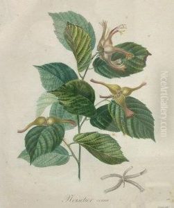 "noisetier Cornu" by Auguste Bouquet