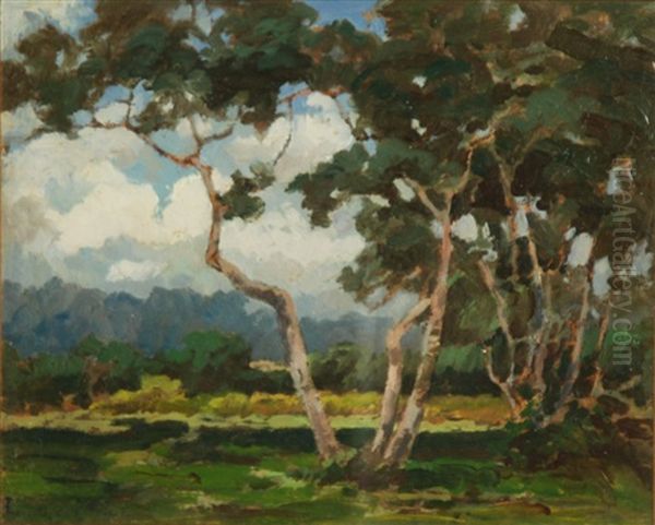 Alberi Rovigo - view 1