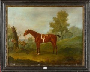 Cheval Attache Dans Une Clairiere