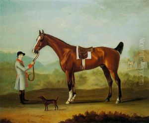 "cullen", A Favourite Bay Horse Standing Saddled And Held By A Groom