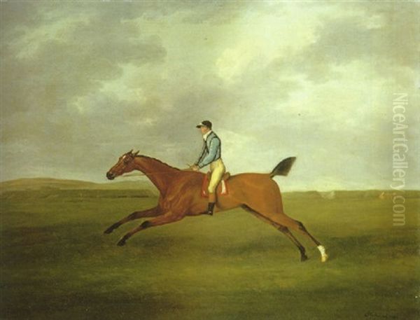 "sophia Got By Buzzard", A Bay Racehorse With Jockey Up On Newmarket Heath With The Ditch And Rubbing House Beyond - view 1