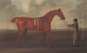 The Stallion "buzzard" Held By A Groom