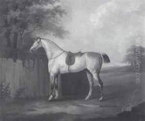 A Mottled Grey Hunter Bridled To A Fence