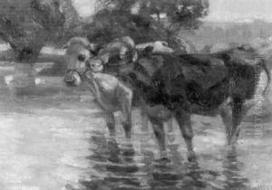 Zwei Kuhe Im Wasser Zwei Kuhe Im Wasser
